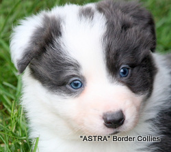 Slate Triclour Merle Female border collie puppy
